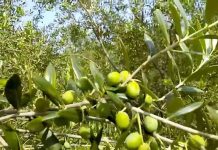 Διενέργεια δολωματικών ψεκασμών