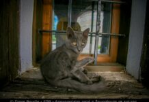 Σαν σήμερα 20 χρονια πριν…Αρχειο FDB Photo Press